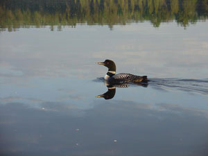 Our logo:  Sunday Lake Loon