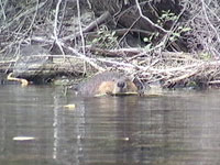 Beaver eating tree bark