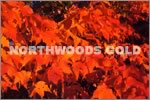 Photo of Northwoods Gold Note card