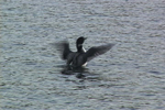 Loons Playing