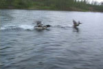 Loon Chasing Duck