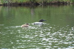 Loons With a Chick