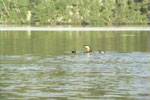 River Otter Family