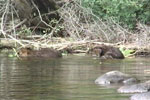 Two Beavers:  One Eating, One Scratching